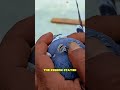 Kind Man saves Pigeon #7x7