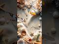 Live Wallpaper for Android | 3D Interactive Fish Tank