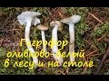 Гигрофор оливково-белый в лесу и на столе