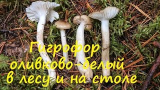видео: Гигрофор оливково-белый в лесу и на столе картинка: Гигрофор оливково-белый в лесу и на столе
