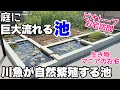 生き物が好き過ぎて庭に流れる池を作ったお宅がすご過ぎた・・メダカ睡蓮ビオトープ