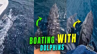 Dolphins Play in the Water and Splash Boaters