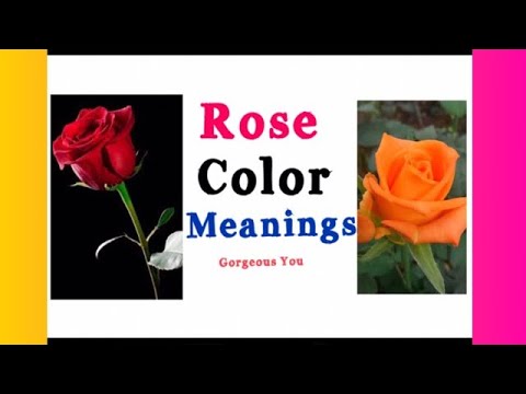 Rose Color Meanings: 5 Shades x What They Symbolize Gorgeous You