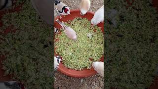 Cria Jilguero Parva En Cautividad 2024 aviariojoustia