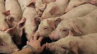 🇩🇰Свиноферма в Дании - 2. Откорм свиней Климат (Klima) 🇩🇰Свиноферма в Дании - 2. Откорм свиней Климат (Klima)