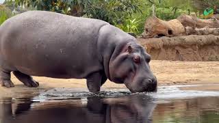 The Truth About Hippos More Dangerous Than You Think