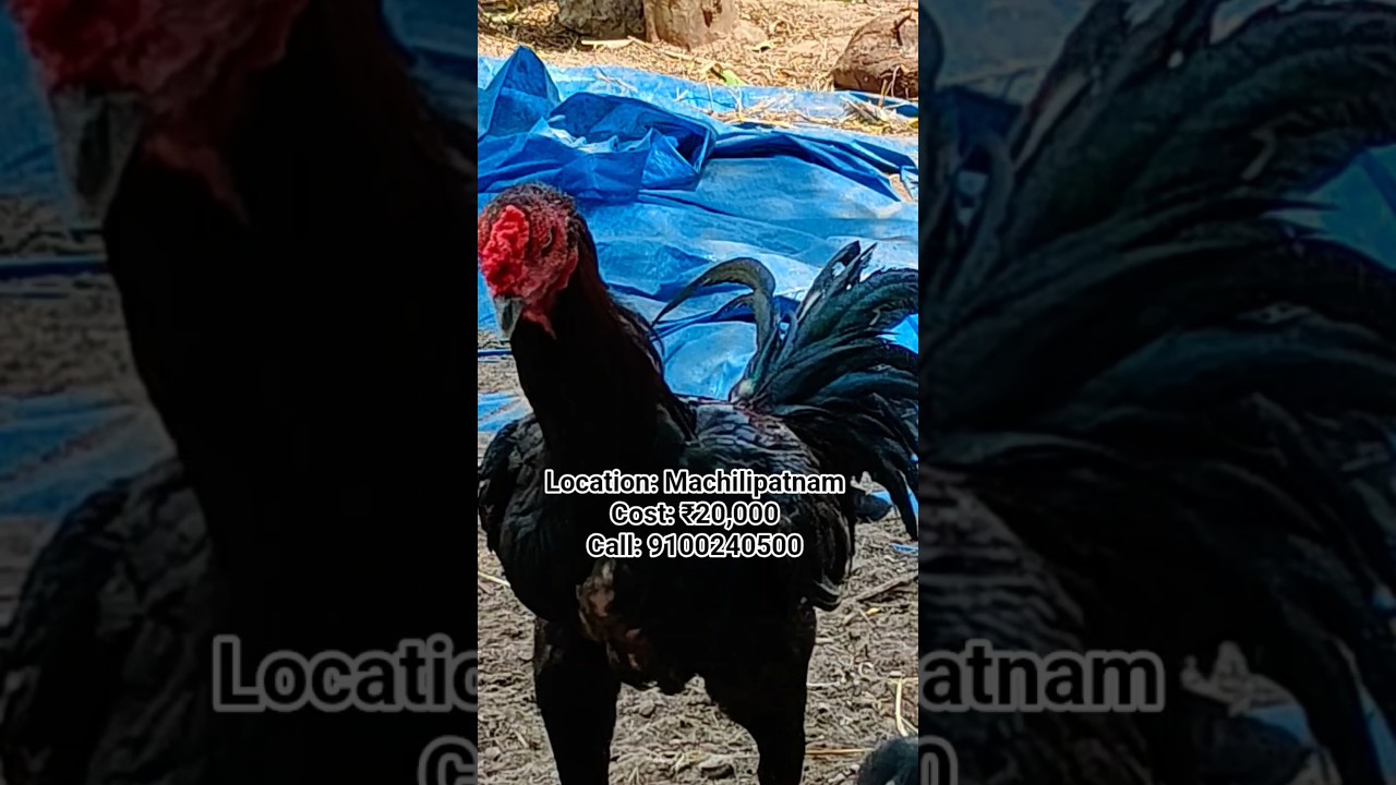 peru cross Rooster for sale ₹20k call 9100240500 