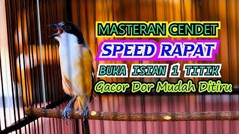 MASTERAN CENDET SPEED RAPAT BUKA ISIAN 1 TITIK, CENDET GACOR DOR ISIAN JERNIH MUDAH DITIRU
