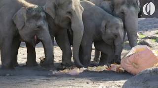 Oregon Zoo elephants pulverize giant pumpkins