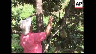 Exotic fruit grown in Puerto Rico