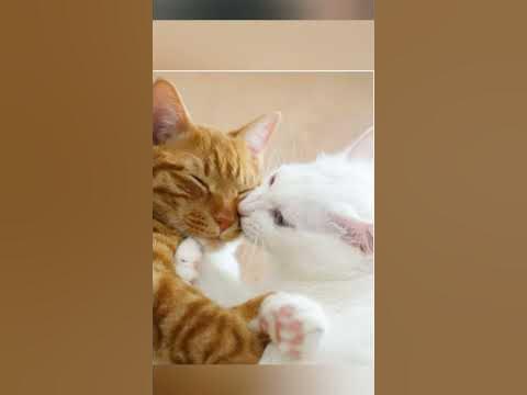 эстетик котики - YouTube