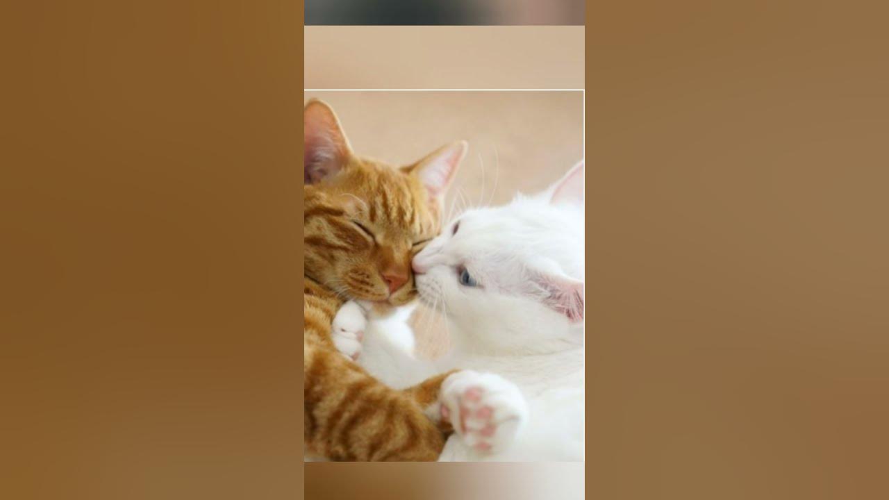 эстетик котики - YouTube