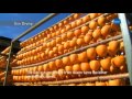 The Toyama Brand Story (English)  【Toyama Hoshigaki (dried persimmons)】