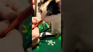 Treats Kittyo And Pa