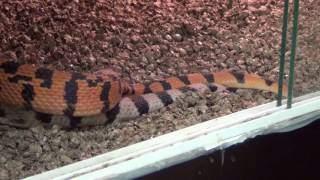 axanthic bull breeding Net Worth