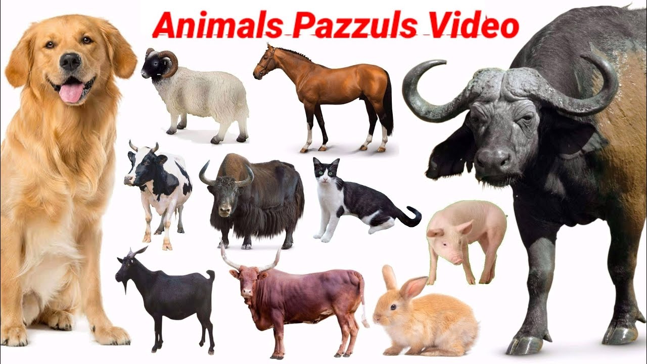 CUTE ANIMALS VIDEO Cow, Sheep, Fox, Jackal, Hyena | Animals Sound Effect | Animals Pazzuls Video |