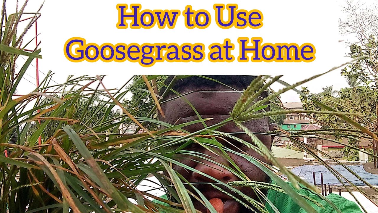 How to Use Goosegrass at Home