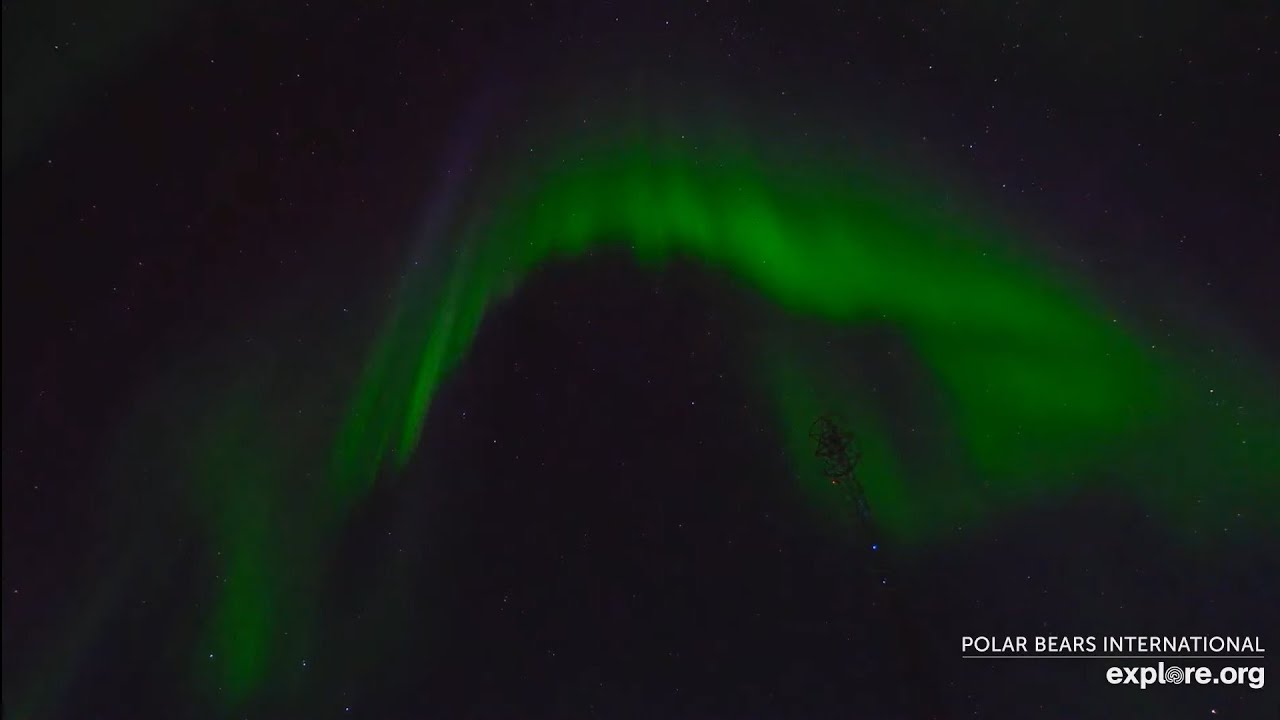 Aurora Borealis Explore.org Churchill Manitoba 9th August 2023