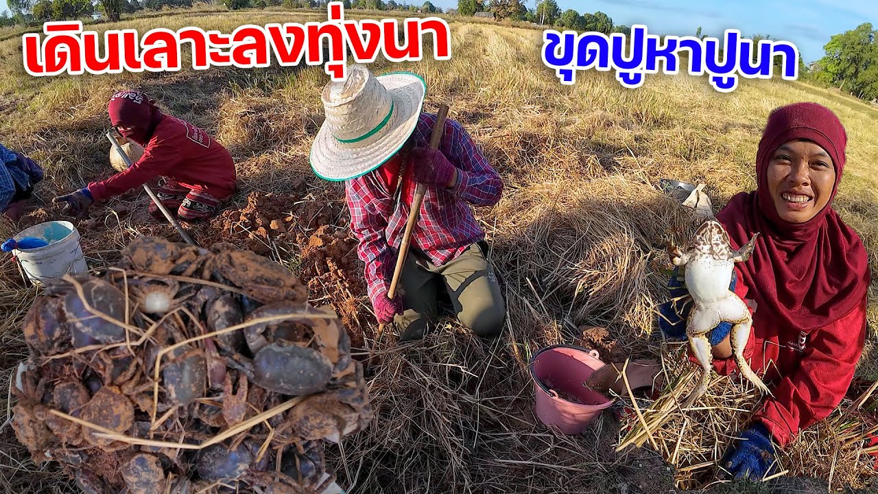 เจอของดีเข้าให้!! เดินเลาะลงทุ่งนา ขุดปูหาปูนา