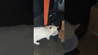 gatito #pets #funny #cat #cute #pet
