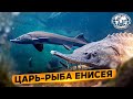 Царь-рыба Енисея | @Русское географическое общество