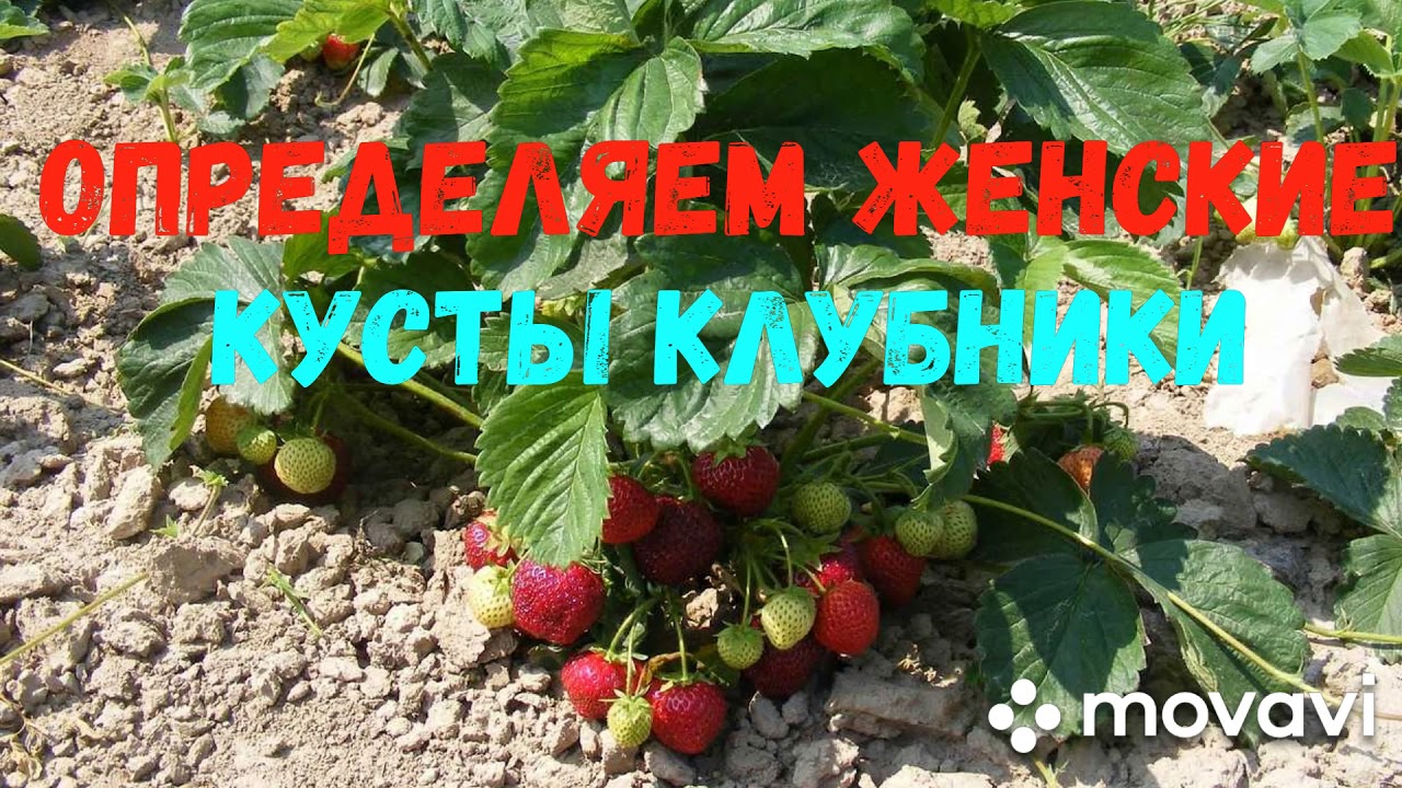 Сажаем клубнику весной - процедура шаг за шагом