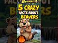 5 Amazing Facts About Beavers You Won’t Believe! 🦫 #shorts #facts