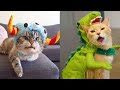 Funniest Animals - Best Of The 2020 Funny Animal Videos #7