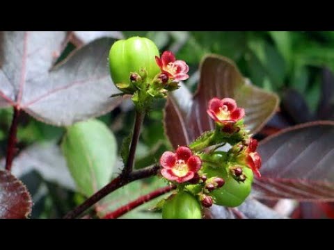 Video: Kde sa pestuje rastlina Jatropha?