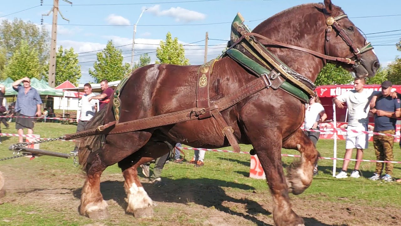 Cai de tracțiune proba de simplu Sărbătoarea Castanelor - Baia Mare 20 Septembrie 2025