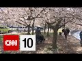 Cherry Trees and US-Japan Friendship