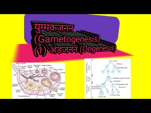 युग्मकजनन (Gametogenesis), अंडजनन(Oogenesis),