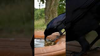 🪶 Smart Crow Solves the Puzzle! 🐦💧🪨