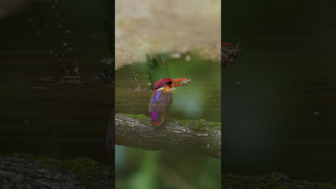  Crush Guys I Am Nature Lover Bird