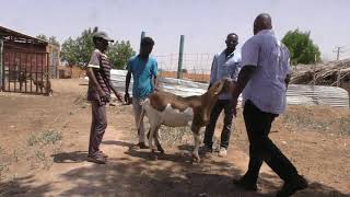 برنامج سنابل : زيارة مزرعة مورتريزا لتهجين الضأن الحمري السوداني مع سلالة سانتا إيناس البرازيلية