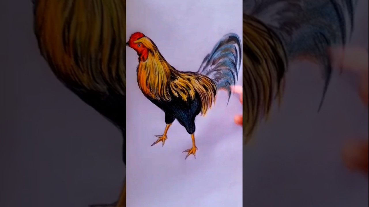 How to draw Cock | Rooster in color step by step| drawing tutorial
