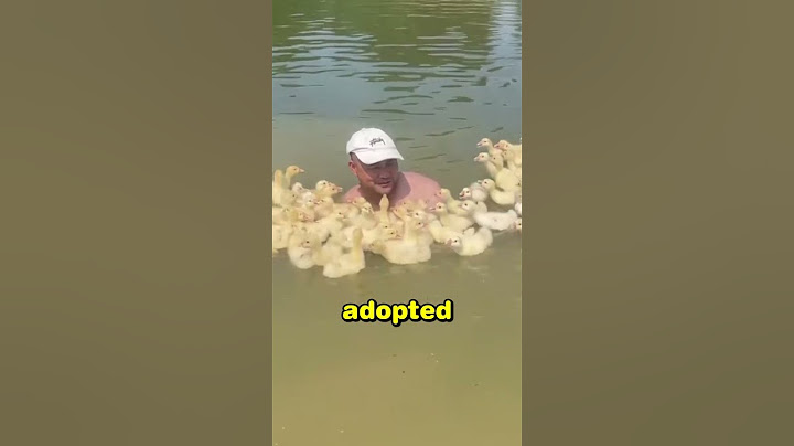 He Became Their Daddy Duck ❤️