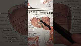 Anatomia do fígado!