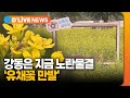강동구는 지금 노란물결 &#39;유채꽃 만발&#39; [강동] 딜라이브TV ● 방송일 : 2023.05.25