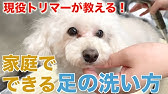 ワンちゃん 猫ちゃんの必需品 特許取得のオンリーワングッズ ペットの足洗いカップ ブラシ ジャブラの使用説明です Youtube ワンちゃん 猫ちゃんの必需品 特許取得のオンリーワングッズ ペットの足洗いカップ ブラシ ジャブラの使用説明です Youtube