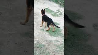 #shorts #dog #germanshepherd #doglover #shortvideo#shortsfeed