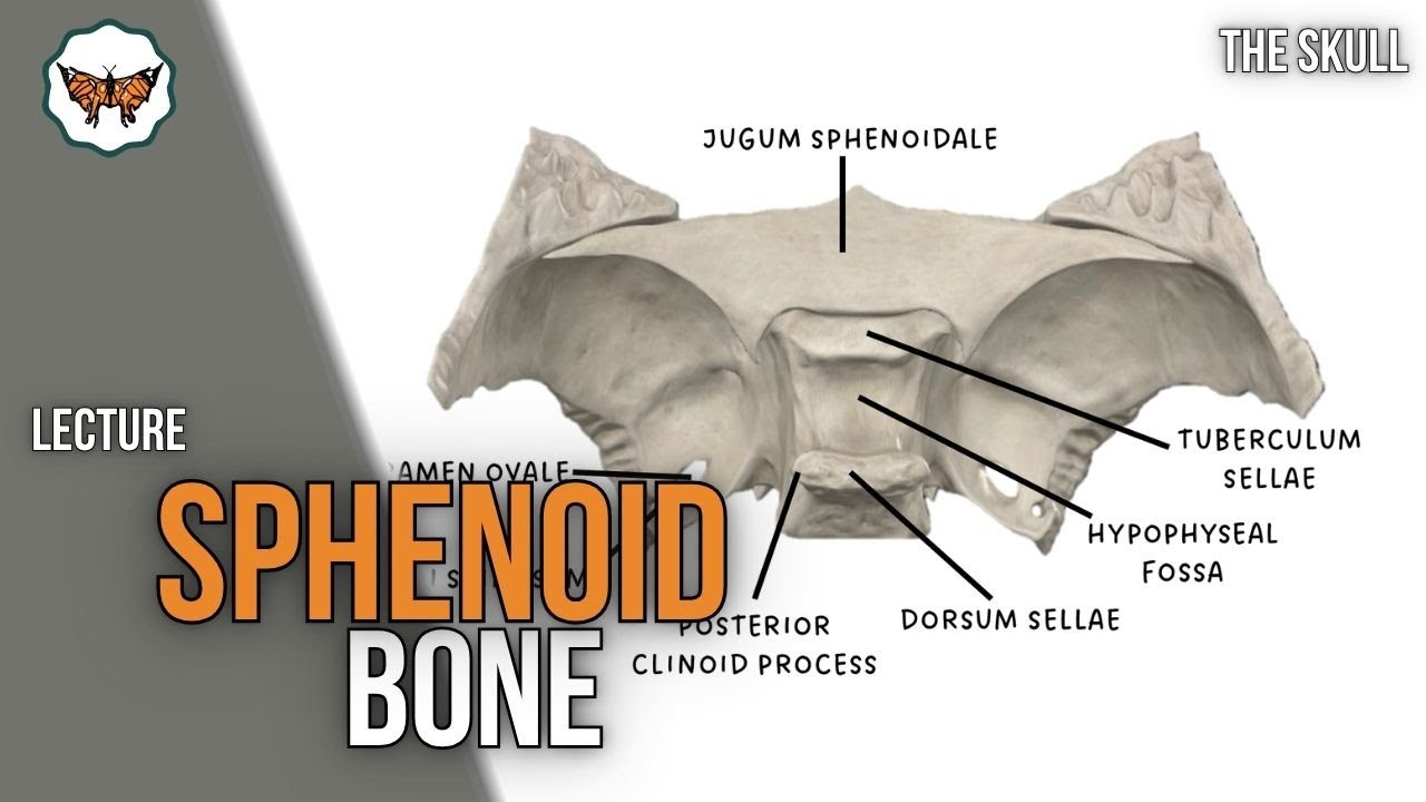 Клиновидная кость | Череп