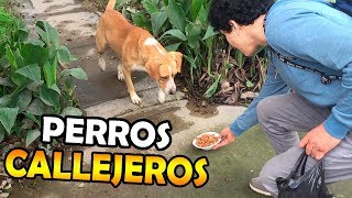 DANDO DE COMER A PERRITOS DE LA CALLE - AN7HONY96