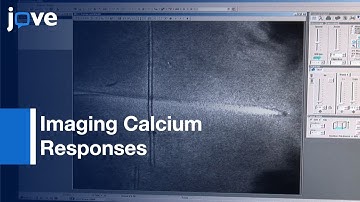 Imaging Calcium Responses In GFP-tagged Neurons: Hypothalamic Mouse Brain Slices l Protocol Preview