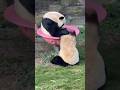 Funny Panda Show 2