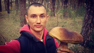 Поход За Белыми Грибами. Огромные ЧЕРНОБЫЛЬСКИЕ Грибы. Урожай Грибов 2018 Поход За Белыми Грибами. Огромные ЧЕРНОБЫЛЬСКИЕ Грибы. Урожай Грибов 2018