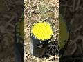 Jbl speaker yellow colour bass jump test