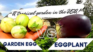 What’s the difference between Garden eggs (Solanum Aethiopicum var. gilo) and Eggplant? @YAJESGARDEN screenshot 5