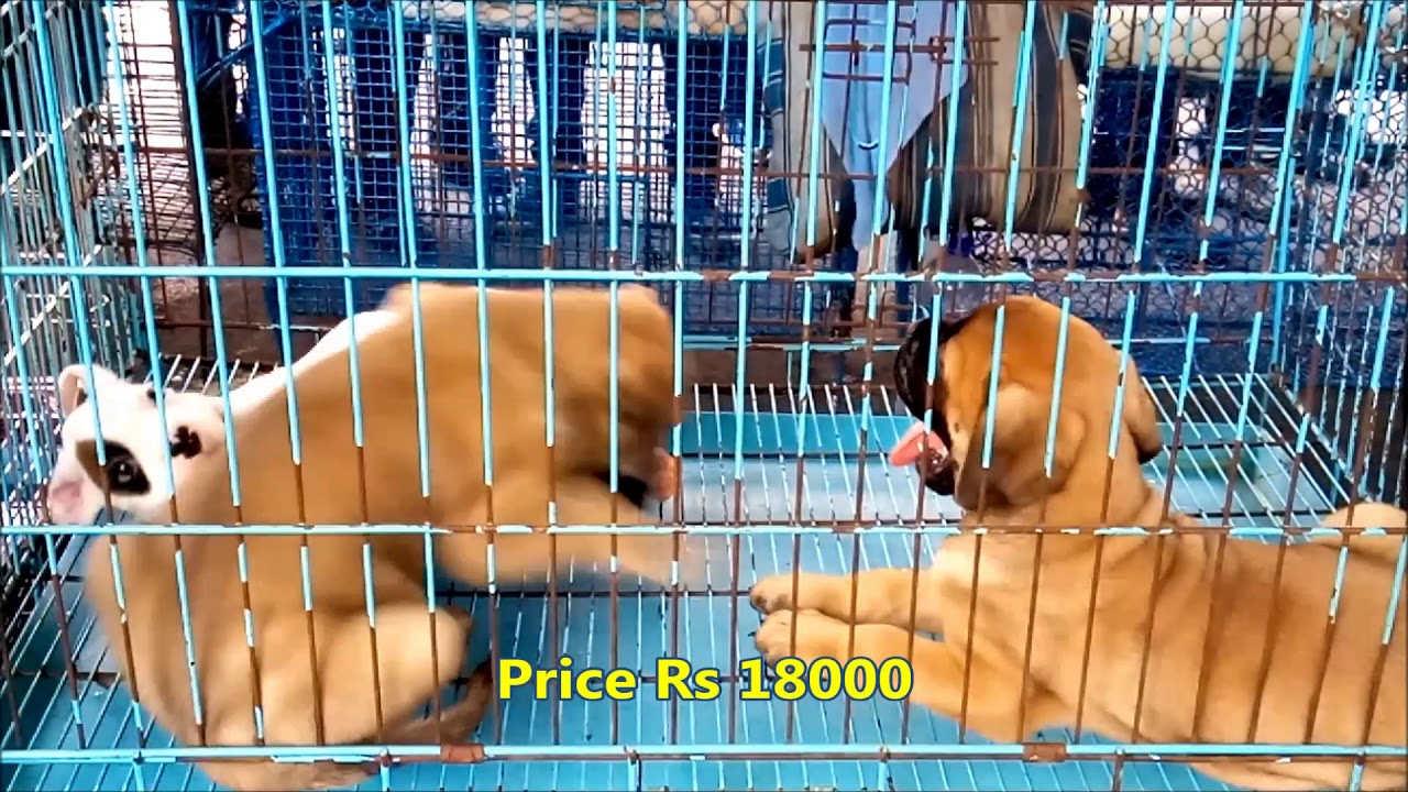 puppy paradise Funny Boxer & Bullmastiff Puppy Fight At Galiff Street
