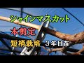 シャインマスカットの本剪定 短梢栽培 定植3~4年目の木